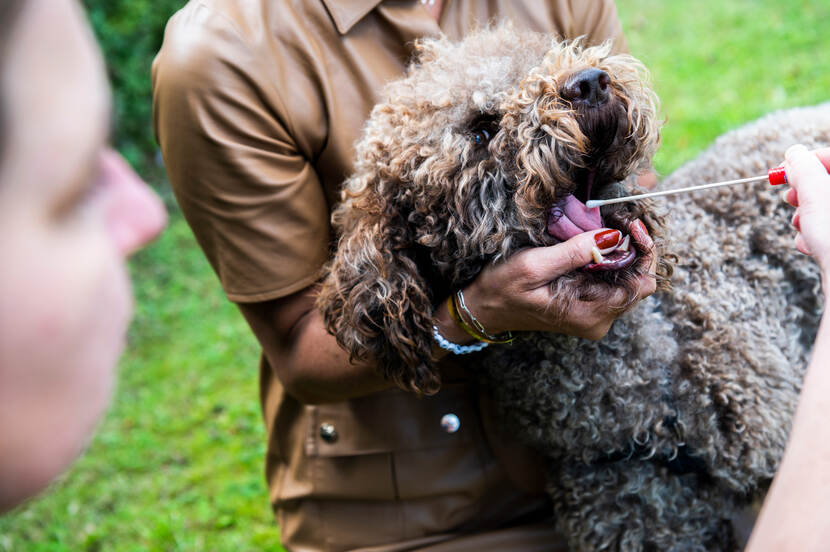 Hond wordt vastgehouden door baasje, terwijl een onderzoeker met een wattenstaafje in zijn bek gaat.